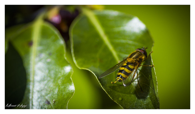 Motionless Hoverfly