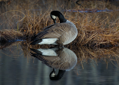 Relaxing for ..... | by l_dewitt