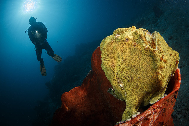Yellow giant frogfish and Aswar
