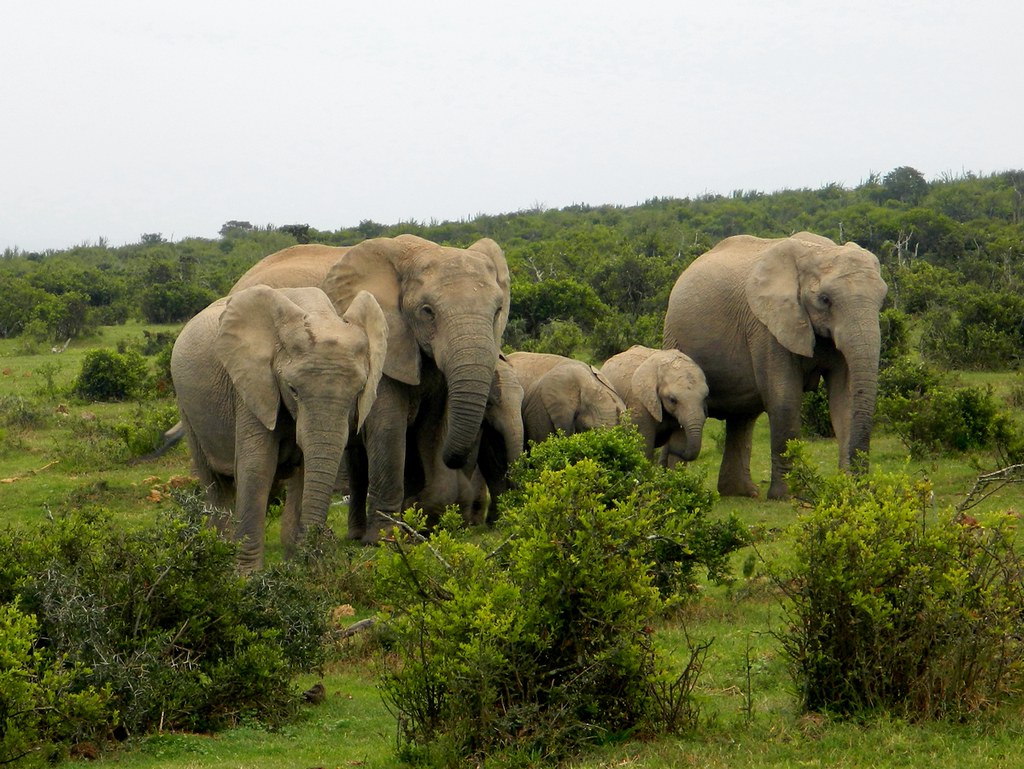 Port Elizabeth, Addo Elephant Park | The Addo Elephant Park … | Flickr