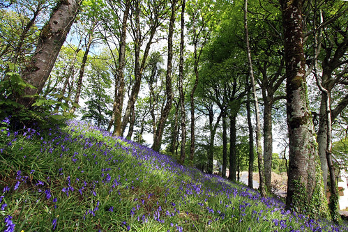 ireland plant flower tree green forest canon landscape outdoor explore serene hillside 1020 bluebell donegal 450d
