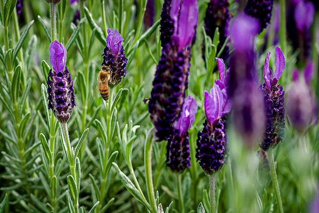 Spanish Lavender and the Bee