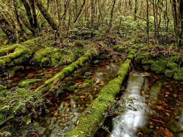 Mossy, tannin stained stream, Kawhaka Forest