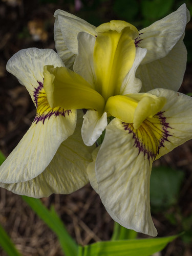 Iris pseudata 'Phantom Island', 2016 | by F. D. Richards