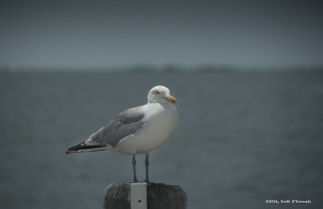 Resting Seagull