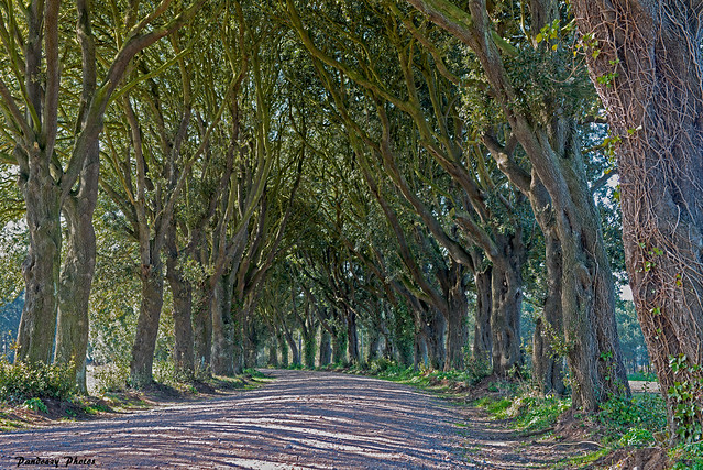 An Avenue of Trees, Norfolk, England, UK, GB