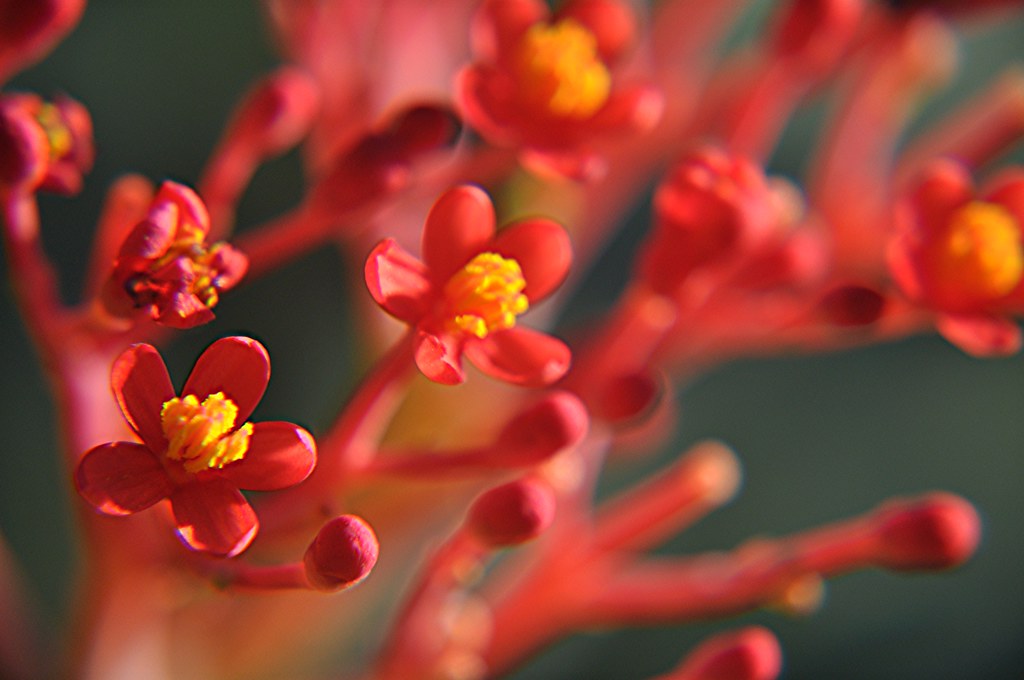 The blazing reds and golds of a Coral plant! | Moist air! Br… | Flickr