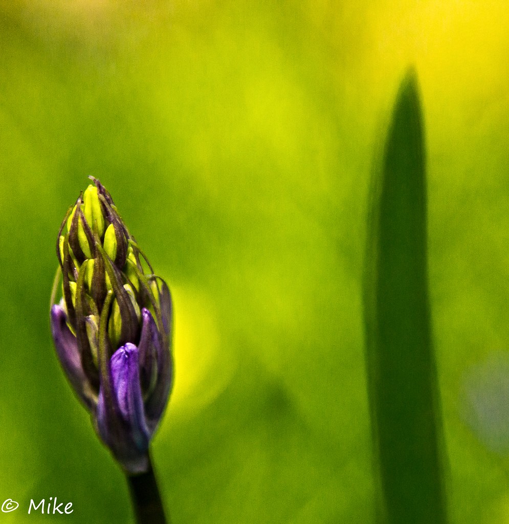 Bluebell bud with bokeh