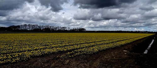 holland netherlands clouds spring nederland wolken narcisse lente paysbas daffodils narcis noordholland egmond narcissus têteàtête voorjaar bulbsfield