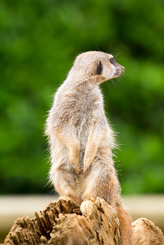 Meerkat | by mattbeee