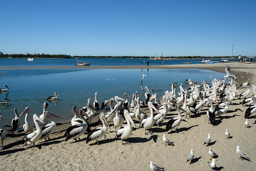 sky people seagulls pelicans water birds river boats sand labrador australia queensland surfersparadise goldcoast shaodws triptoqueenslandbrisbane