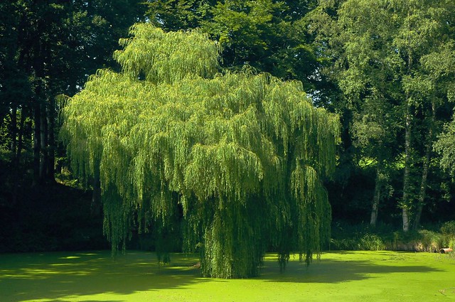 Trauerweide (Salix babylonica) an einem Teich am Freilicht-Theater in Schwabstedt-Holbek, Nordfriesland (3)