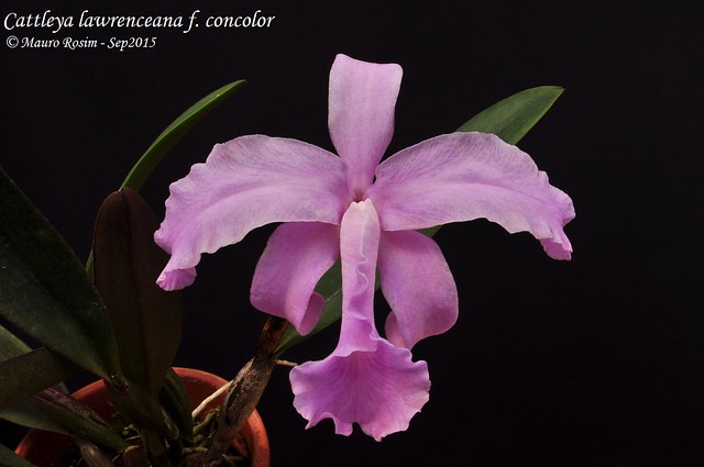 Cattleya lawrenceana f. concolor
