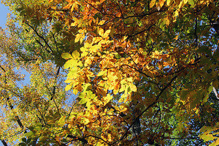 Fall | Katie Putz | Flickr
