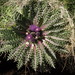 Flickr photo 'rosette thistle, Cirsium scariosum var. congdonii' by: Jim Morefield.