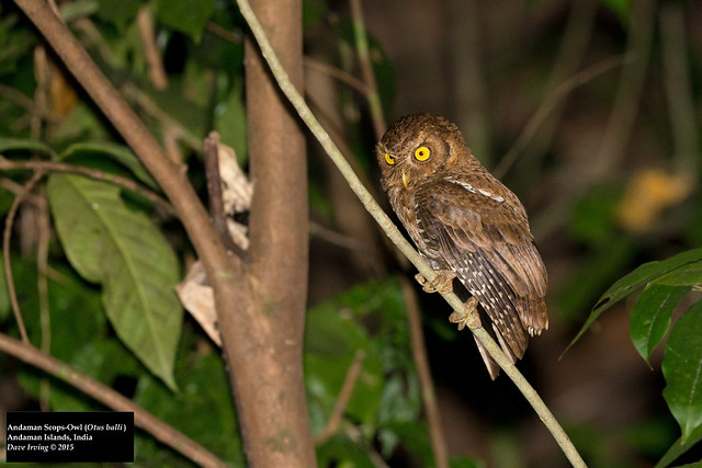 Andaman Scops-Owl (Otus balli)
