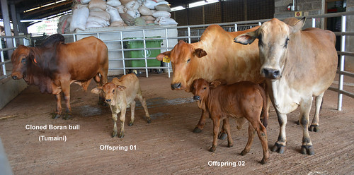 May/2015 - Tumaini, ILRI's cloned Born bull, and his offspring in 2016 (photo credit: ILRI).