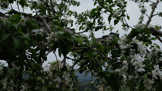 林檎の花 サンクゼールの丘 Juzaemon 十左衛門 Flickr