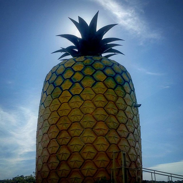 Who lives in a pineapple under the sea?  #thebigpineapple #bathurst #easterncape #southafrica #travel #roadtrip