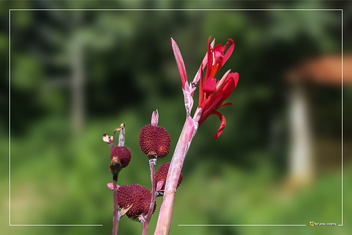 Kardali Flower | Sítio São José - Bairro Paraiso - Viçosa - … | Bruno ...