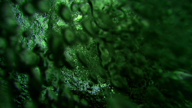 Bubbles Texture Green