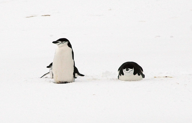 Chinstrap Penguins, Deception Island, South Shetland Islands, Antarctica