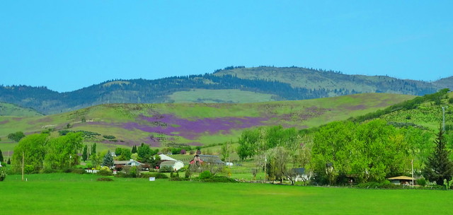 Purple and green hills of California