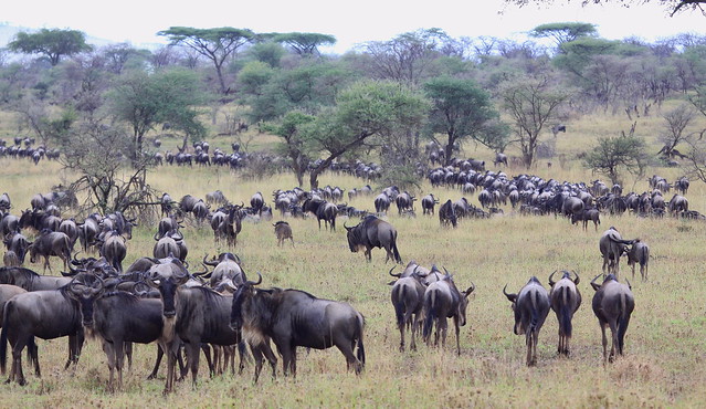 Serengeti Migration. Tanzania, Apr/2015. Migração dos animais no Serengeti. Tanzania. Abr/2015
