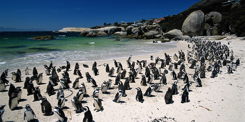 Boulders Beach