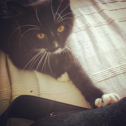 Such sweet is Violet whose glamorous look gives a glow to every picture #catphotography #catphoto #kitten #beauty #funwitheffects #brightness #brighteyes #catsofinstagram #catsagram #cameraeye #artistic #catmodel #toomanyhashtags | by oillelane1991