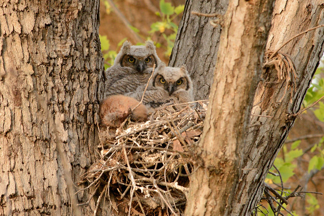 Horned owl chicks
