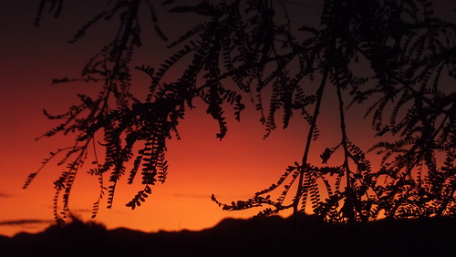 DSCF0848 by olwenclare, Sunset through the kowhai tree
sunset kowhai marlboroughnz