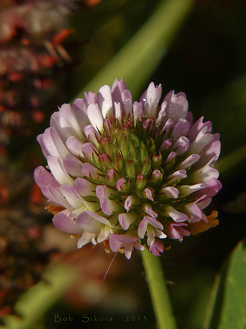 Trifolium fragiferum_Strawberry Clover_1527