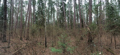minnesota forest cfc redpine pinusresinosa cloquetforestrycenter sfeclidar