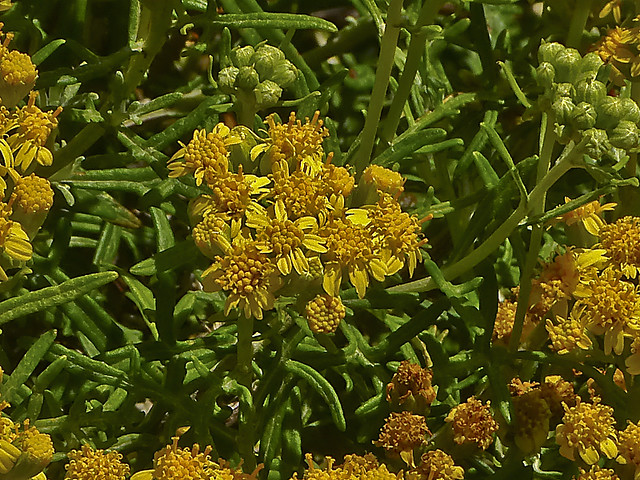 Eriophyllum staechadifolium_Lizard Tail_2538