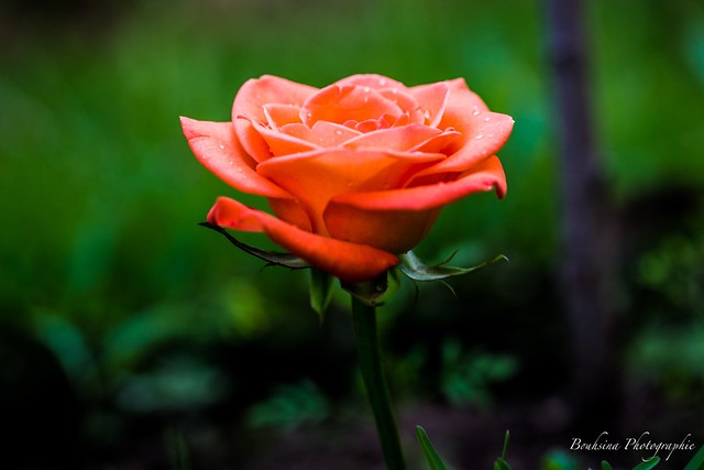 La rose orange