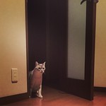 バーン！とドアを開けて入って来た人… #cat #cat_riki  #猫 #貓 #実家のネズミ嬢 #cats_of_instagram #cat_of_instagram #catsofinstagram #neko #ネコ #ねこ