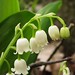 Flickr photo 'Lily of the valley (Convallaria majalis)' by: Futureman1.
