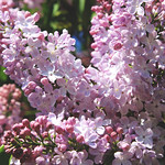 Fragrant lilacs