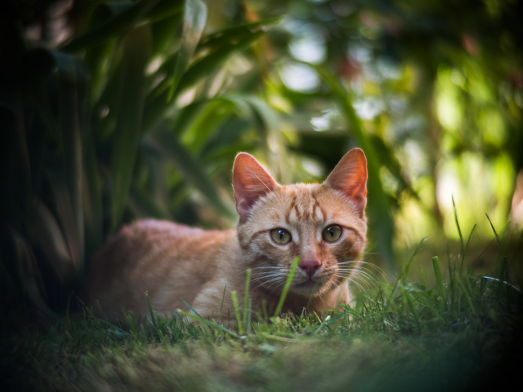 Ginger cat lying in the grass and looking at the camera
