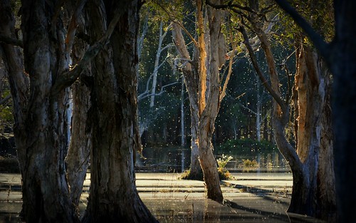 trees light nature water landscape shadows australia swamp nsw wetlands treescape coleoptera northernrivers broadleavedpaperbark richmondvalley beetlesinflight tuckeanswamp