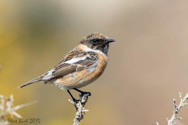 Stonechat 002a