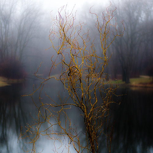d5000 dof nikon abstract blur branches droplets fog foggy forest landscape light mist misty natural noahbw pond quiet reflection spring square still stillness trees water waterdrops wet woods captaindanielwrightwoods painterly