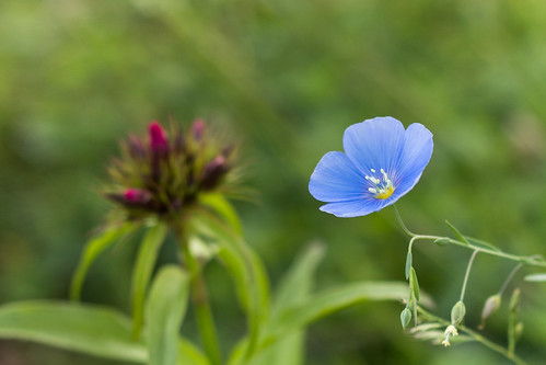 Wild-Lein. | by WOB-WW 29