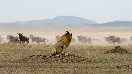 Young male Lion watching a Gnu herd, Serengeti | by Christoph Strässler