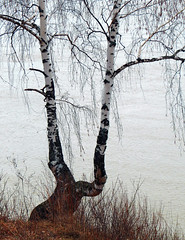 Tree and river