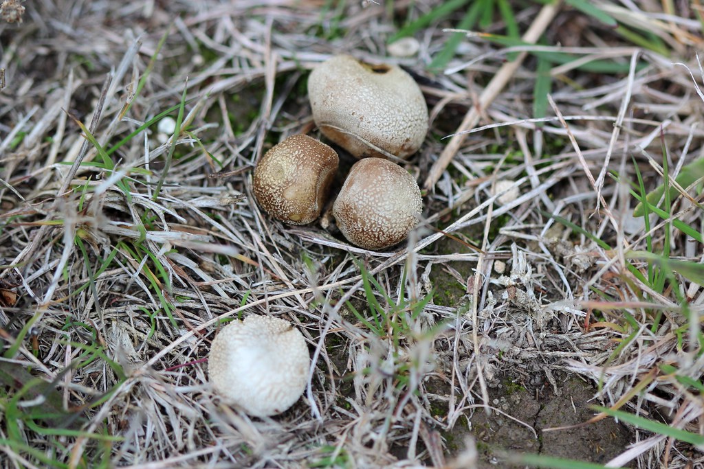 Bovista sp. (Puff Ball Fungus) | A Puff Ball Fungus (Bovista… | Flickr Small White Fungus Balls In Soil