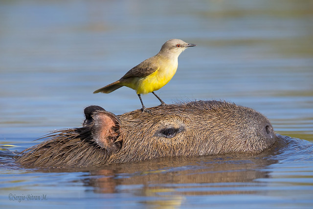Picabuey sobre Capibara. Cattle Tyrant over Capybara. (Machetornis rixosus, Hydrochaeris hydrochaeris).