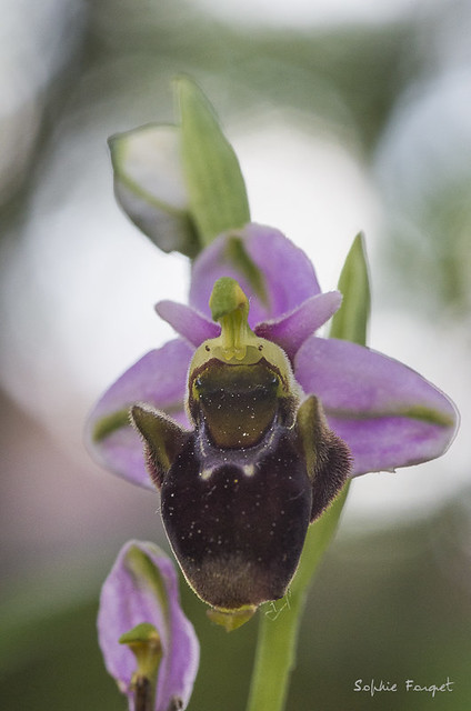 Orchidée sauvage 2