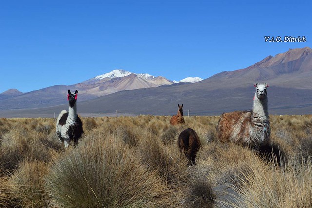 Frontera de Bolivia y Chile, Parque Nacional Sajama, Sajama, Oruro, Bolivia